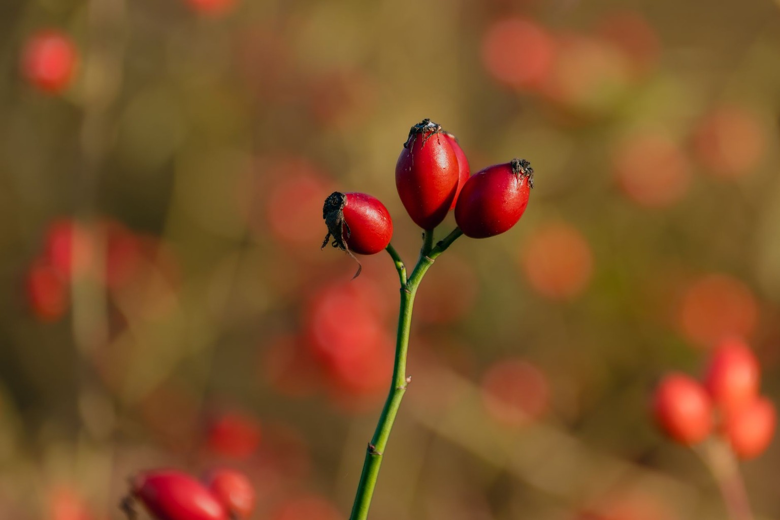 Les bienfaits méconnus de l’huile de rose musquée pour les cicatrices et rides — Effet antioxydant et protection contre Les bienfaits méconnus de l’huile de rose musquée pour les cicatrices et rides — Effet antioxydant et protection contre